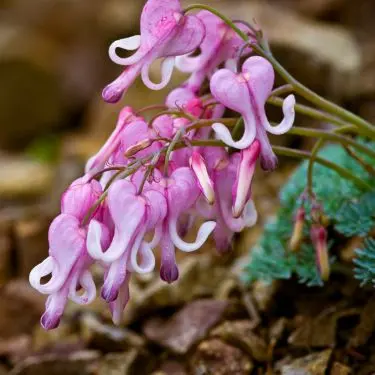 20 dejlige stauder du ikke har i haven - endnu!